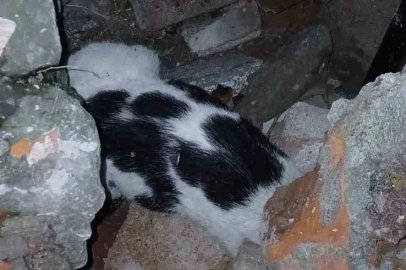 Zonguldak’ta enkazdan kurtarılan kedi tedavi altına alındı
