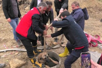 Kanalizasyon çukuruna düşen köpeği itfaiye kurtardı
