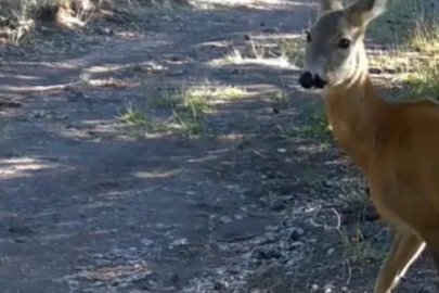 Çankırı’da yaban hayatı kamerada

