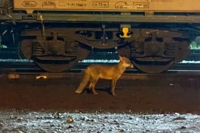 Muratlı’da tilki hareketliliği: Tren istasyonu yakınında görüldü
