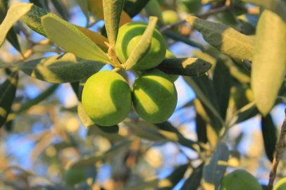 Bursa’da 1 kilogram yağlık zeytinin maliyeti belli oldu
