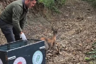 Tedavisi tamamlanan karaca doğal yaşam alanına salındı
