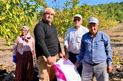 Orman köylüsüne gelir kapısı olan ağaçlar meyve verdi
