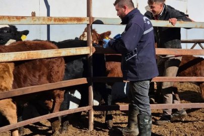 Demirözü’nde şap aşılama çalışmaları devam ediyor
