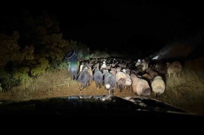 Elazığ’da dağlık alanda mahsur kalan çoban ve 200 küçükbaş hayvan kurtarıldı
