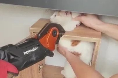 Malatya’da posta kutusuna sıkışan kedi kurtarıldı
