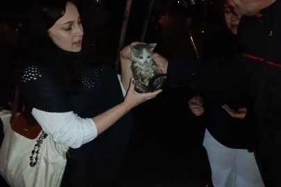 Harşit Çayı kenarında mahsur kalan yavru kediyi itfaiye ekipleri kurtardı
