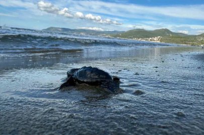 Aydın’da Caretta carettaların yavru çıkışları tamamlandı
