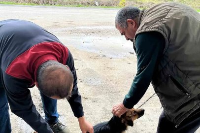 Ortaca’da kedi ve köpeklere kuduz aşısı
