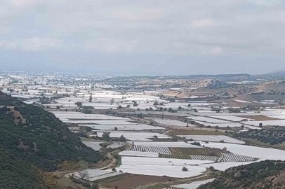 Sarıgöl’de binlerce ton üzüm örtü altında bekliyor
