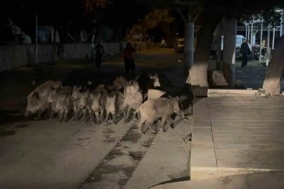 Bodrum’da domuz sürüsü mahalleye indi
