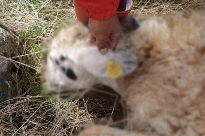 Tunceli’de kurt saldırısı: 14 koyun telef oldu
