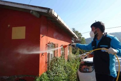 Trabzon’da kokarcaya karşı seferberlik sonuç veriyor, kokarca popülasyonu azalıyor
