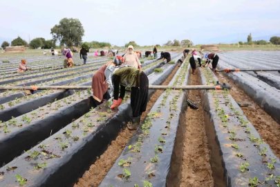 Aydın’da çilek üreticisi yeni sezon dikimlerine başladı
