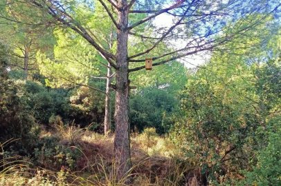 Sarıgöl ormanlarına 120 kuş yuvası asıldı
