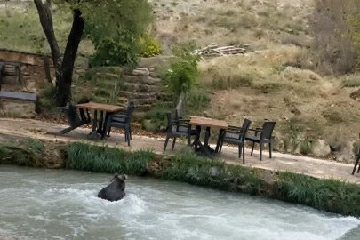İnsanları görünce suya atladı! Yavru ayının kaçışı kamerada
