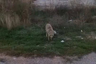 Bayburt’ta yerleşim alanlarında tilki ve yılan görüldü
