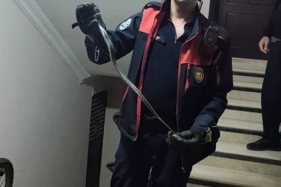Defne’de yerleşim yerinde görülen yılan doğaya bırakıldı
